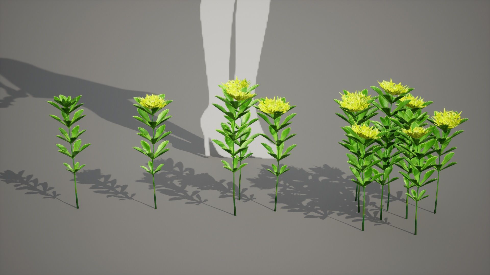 Korean Endemic Species Plant - 4 Ulleung stonecrop Flower Low-poly 3D model_4