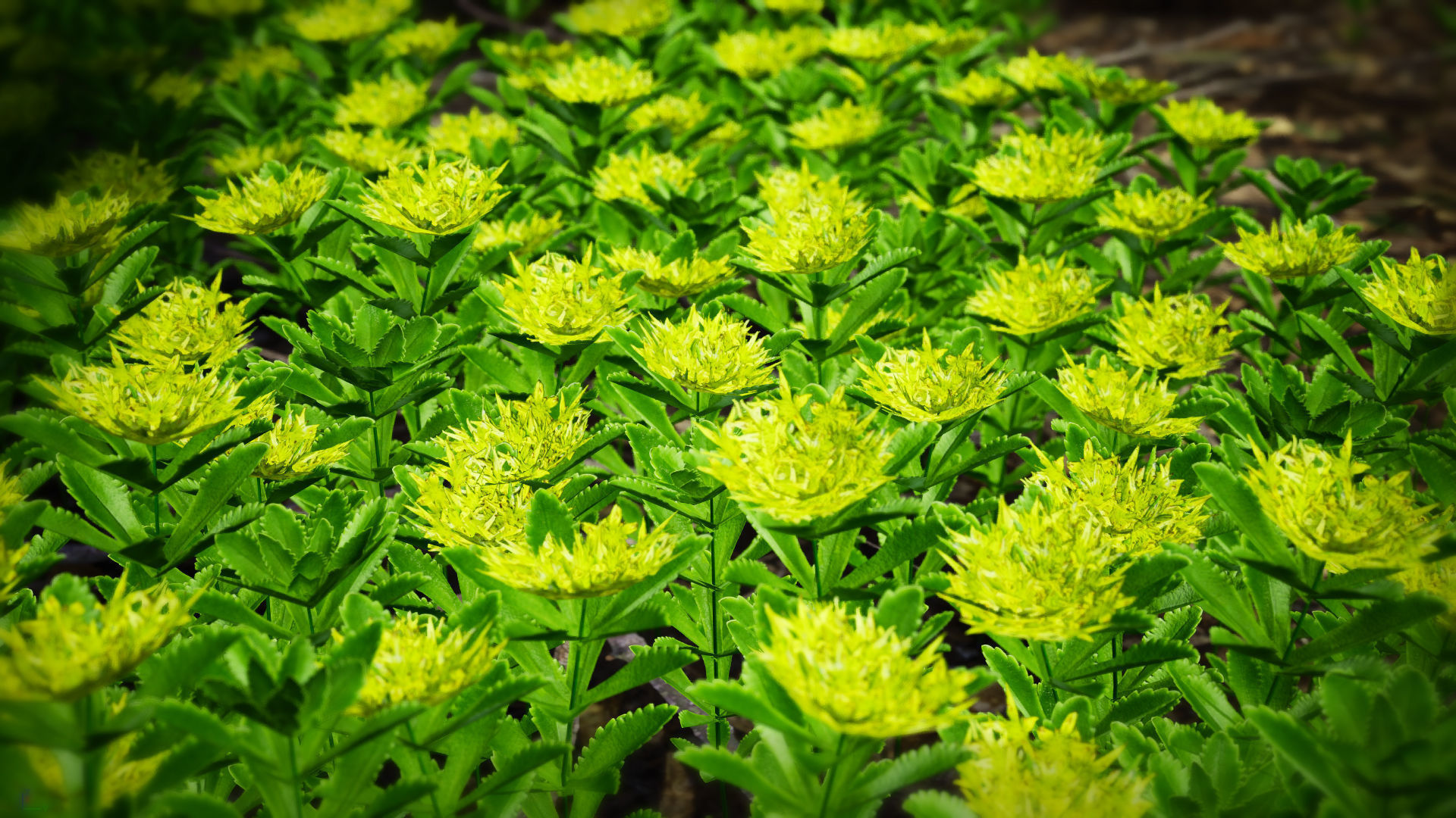 Korean Endemic Species Plant - 4 Ulleung stonecrop Flower Low-poly 3D model_1