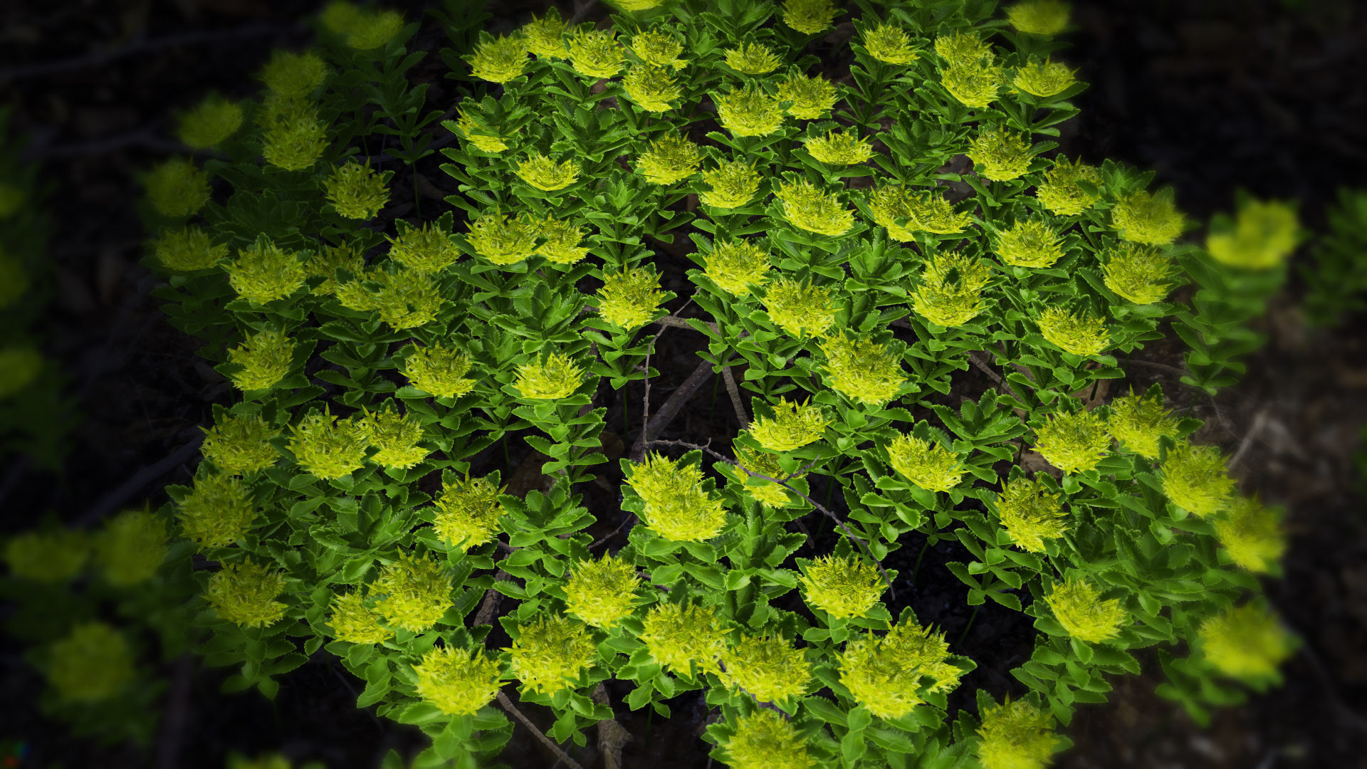 Korean Endemic Species Plant - 4 Ulleung stonecrop Flower Low-poly 3D model_2