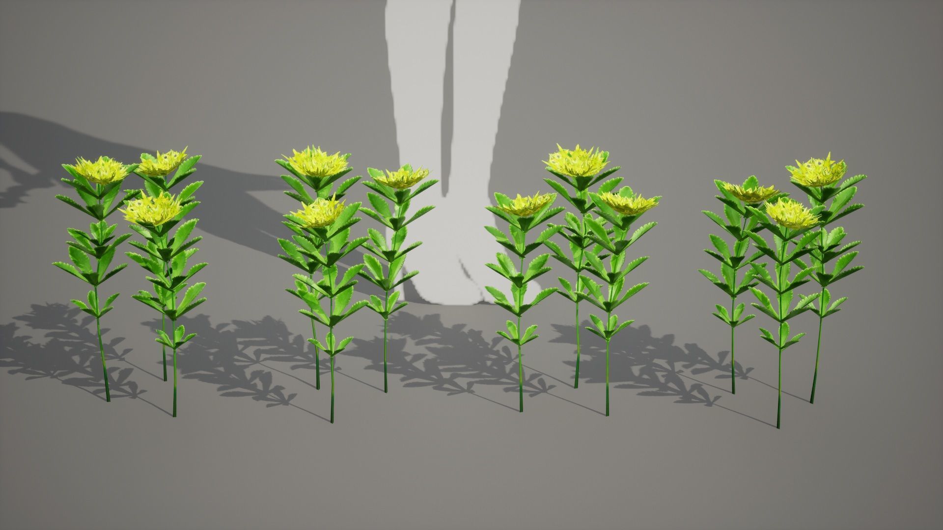 Korean Endemic Species Plant - 4 Ulleung stonecrop Flower Low-poly 3D model_7