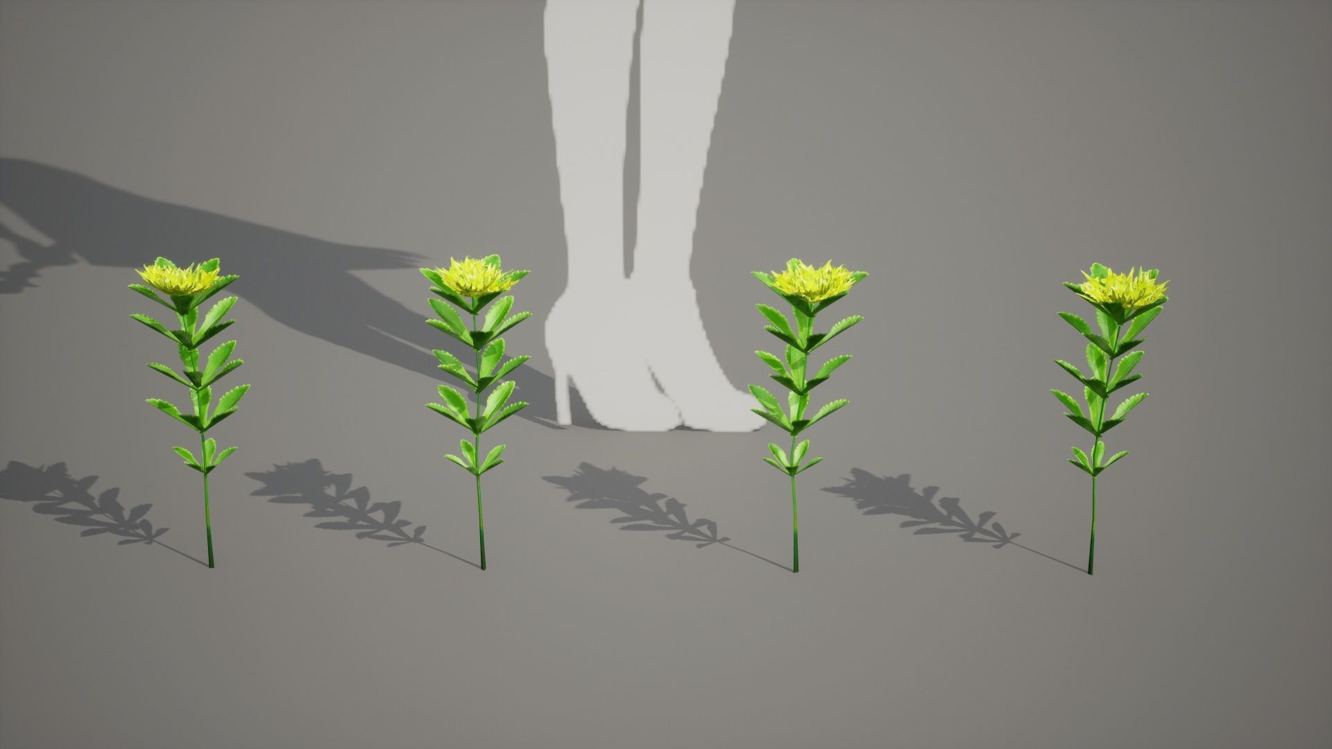 Korean Endemic Species Plant - 4 Ulleung stonecrop Flower Low-poly 3D model_6