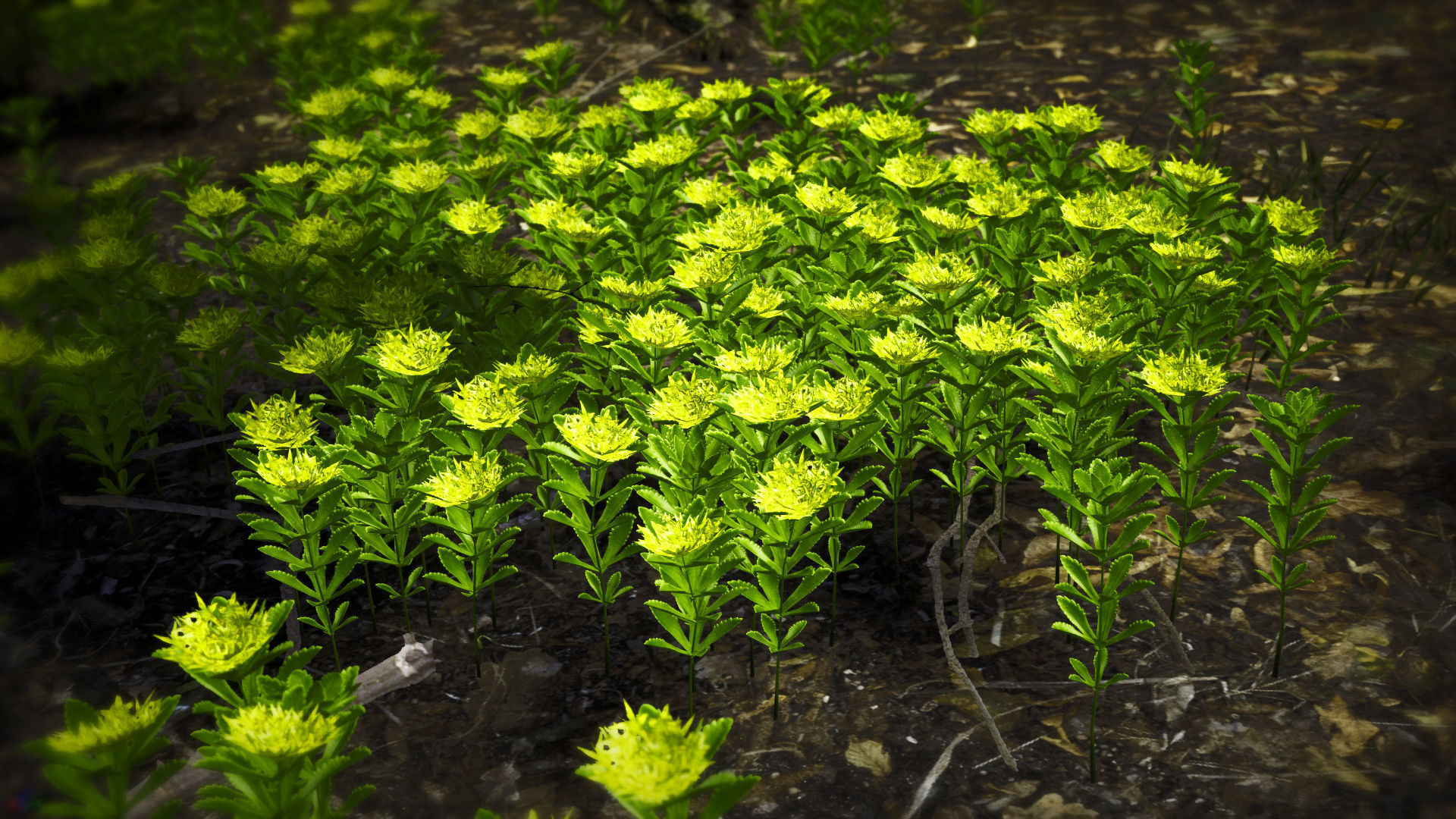 Korean Endemic Species Plant - 4 Ulleung stonecrop Flower Low-poly 3D model_3