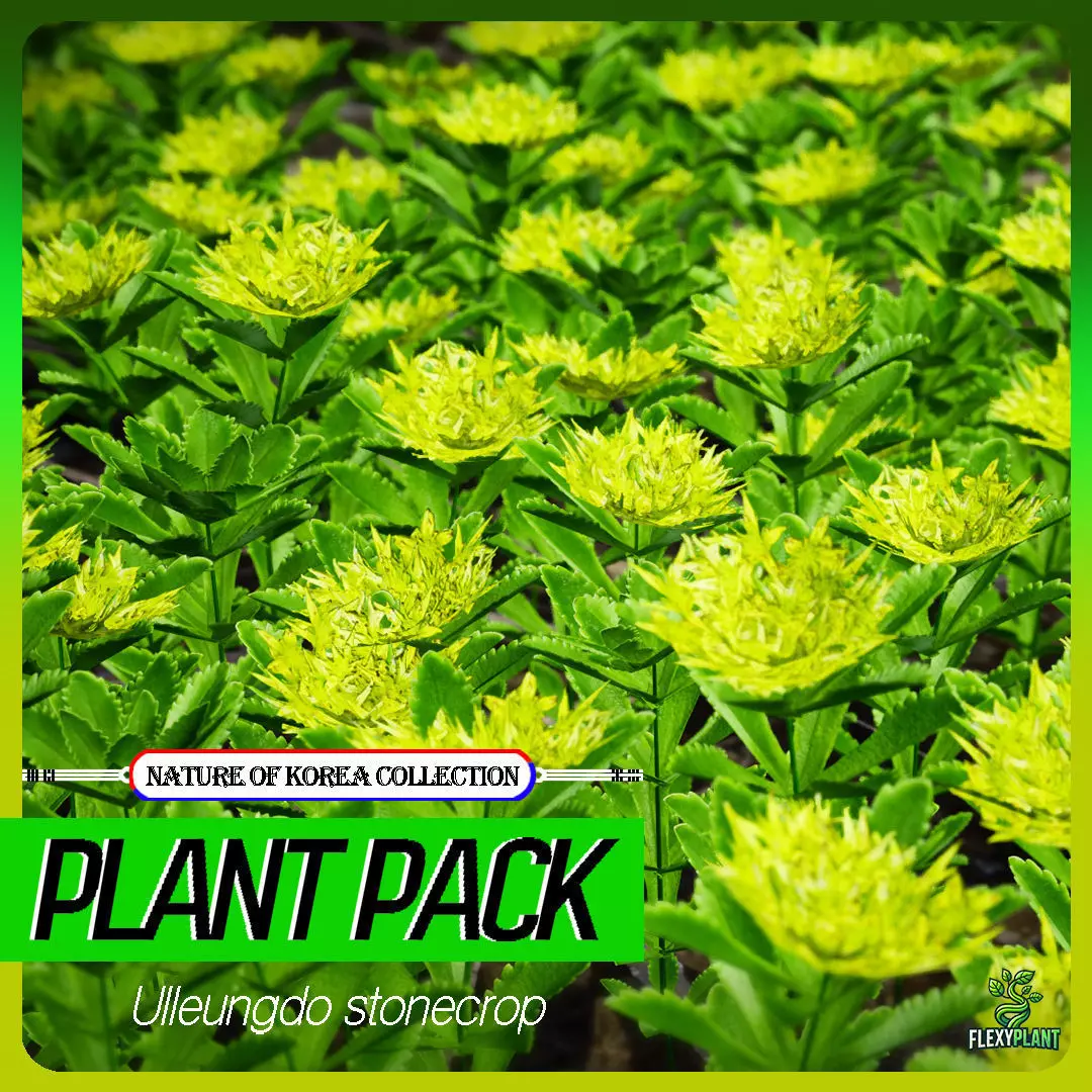 Korean Endemic Species Plant - 4 Ulleung stonecrop Flower Low-poly 3D model_0