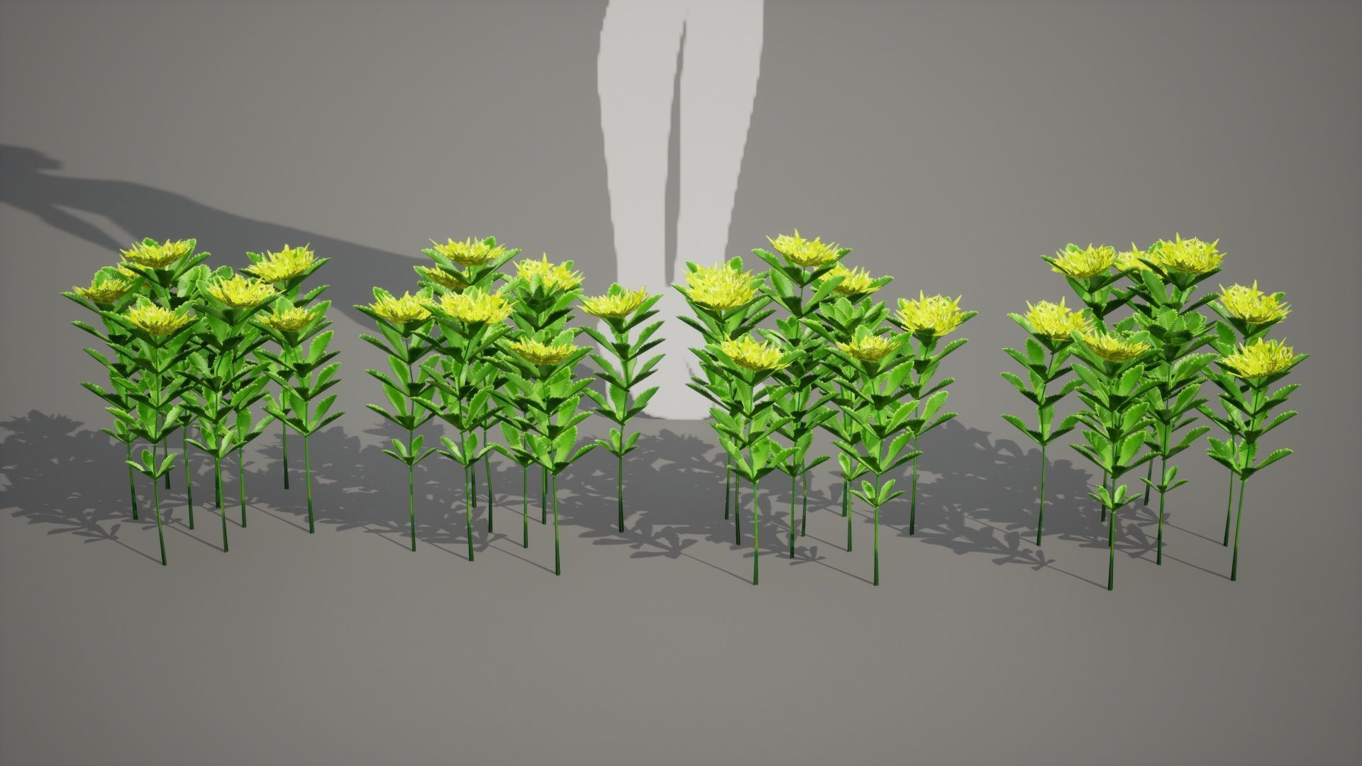 Korean Endemic Species Plant - 4 Ulleung stonecrop Flower Low-poly 3D model_8