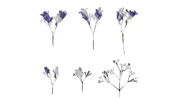 Anydrafts Jacaranda mimosifolia Flower 12