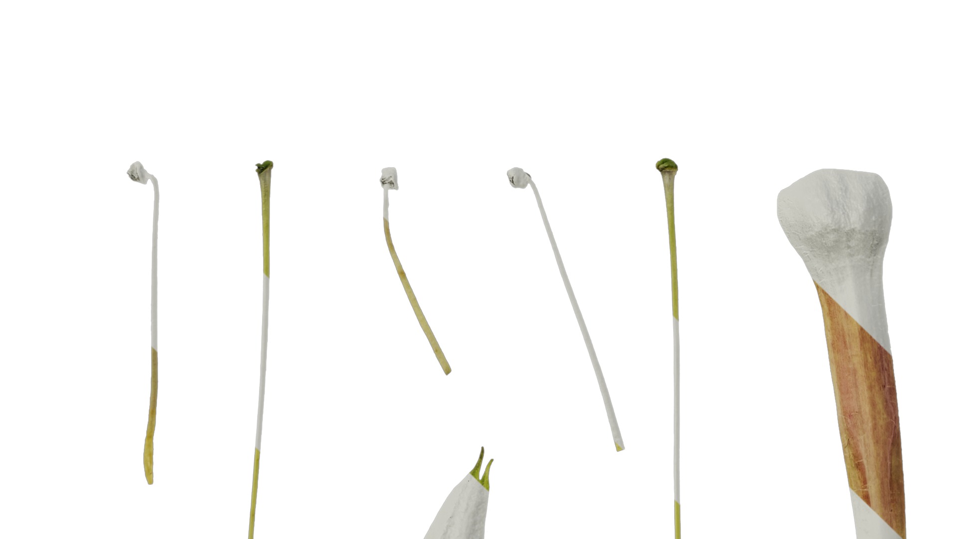 Anydrafts Nicotiana tabacum Flower 06 Texture_5