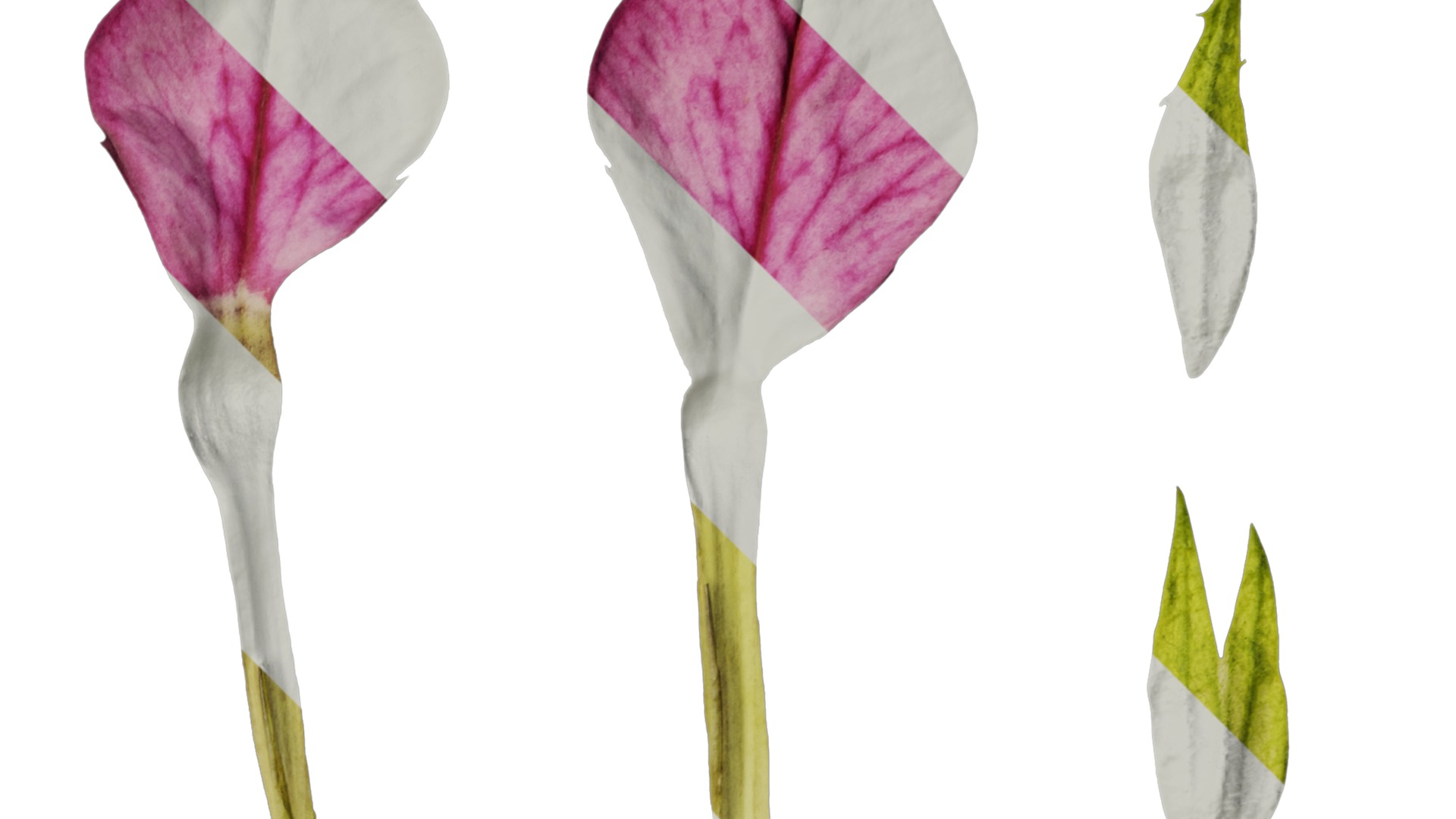 Anydrafts Nicotiana tabacum Flower 06 Texture_2