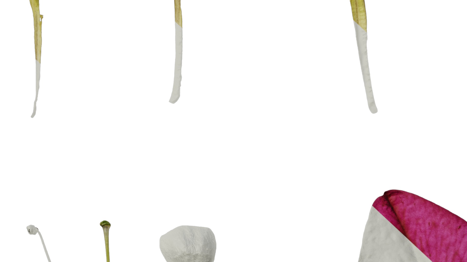 Anydrafts Nicotiana tabacum Flower 06 Texture_7