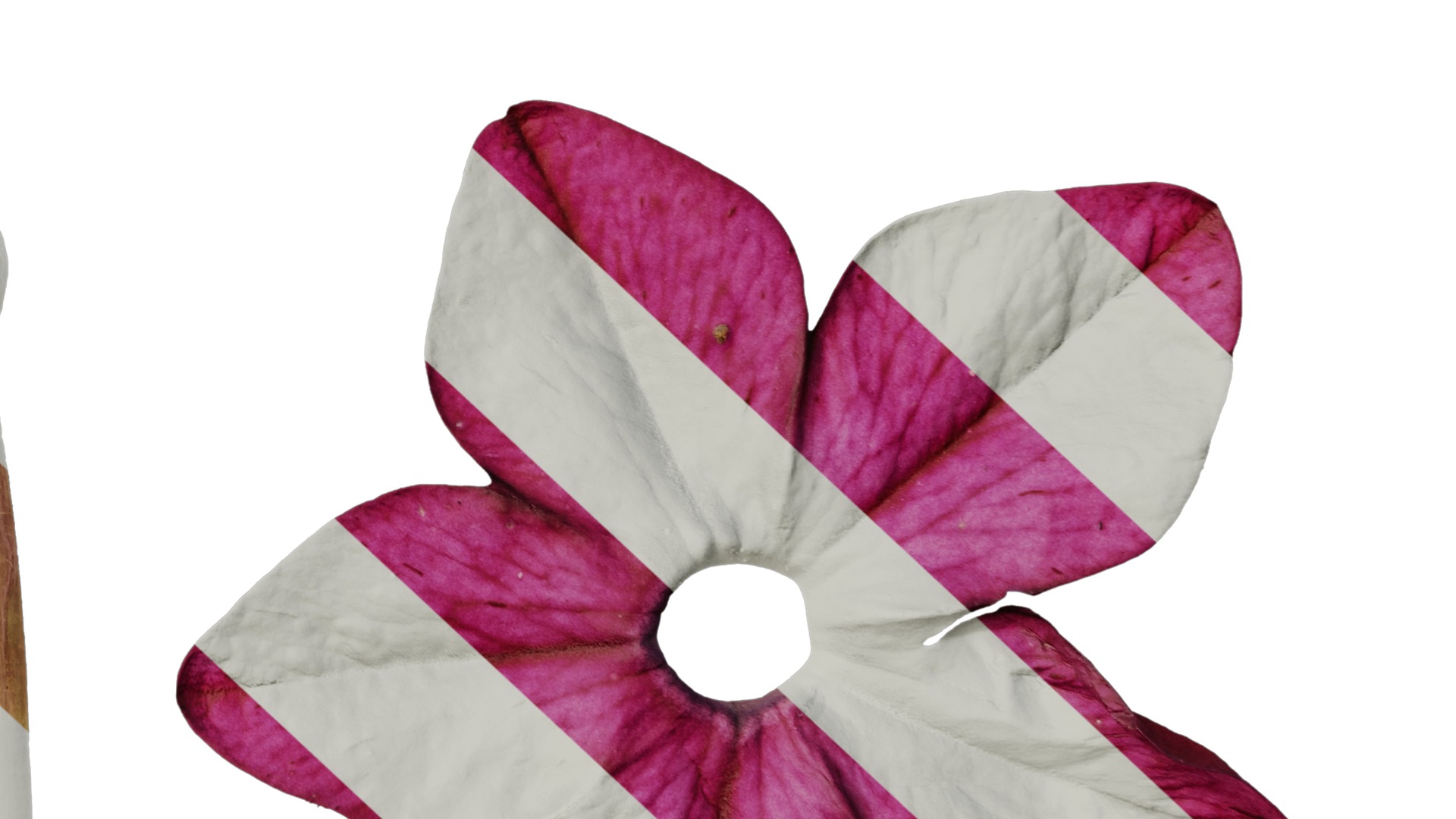 Anydrafts Nicotiana tabacum Flower 06 Texture_6