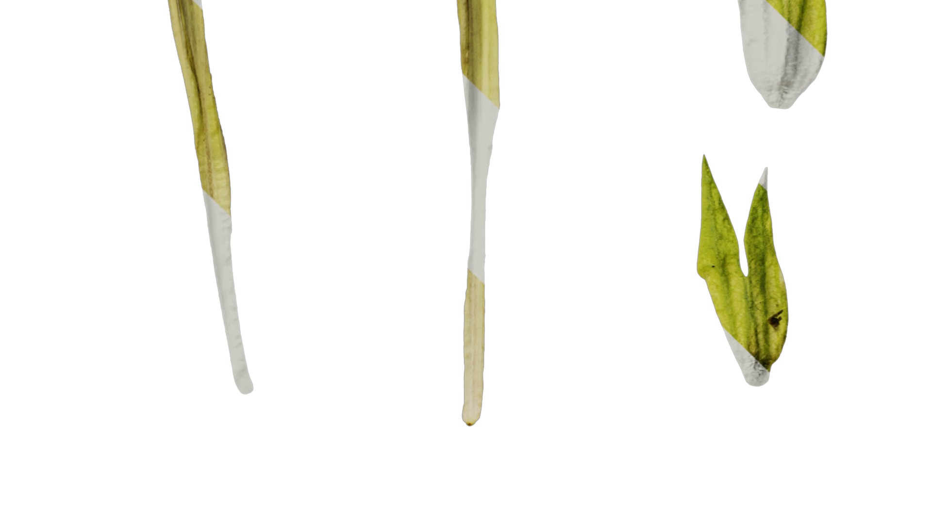 Anydrafts Nicotiana tabacum Flower 06 Texture_4