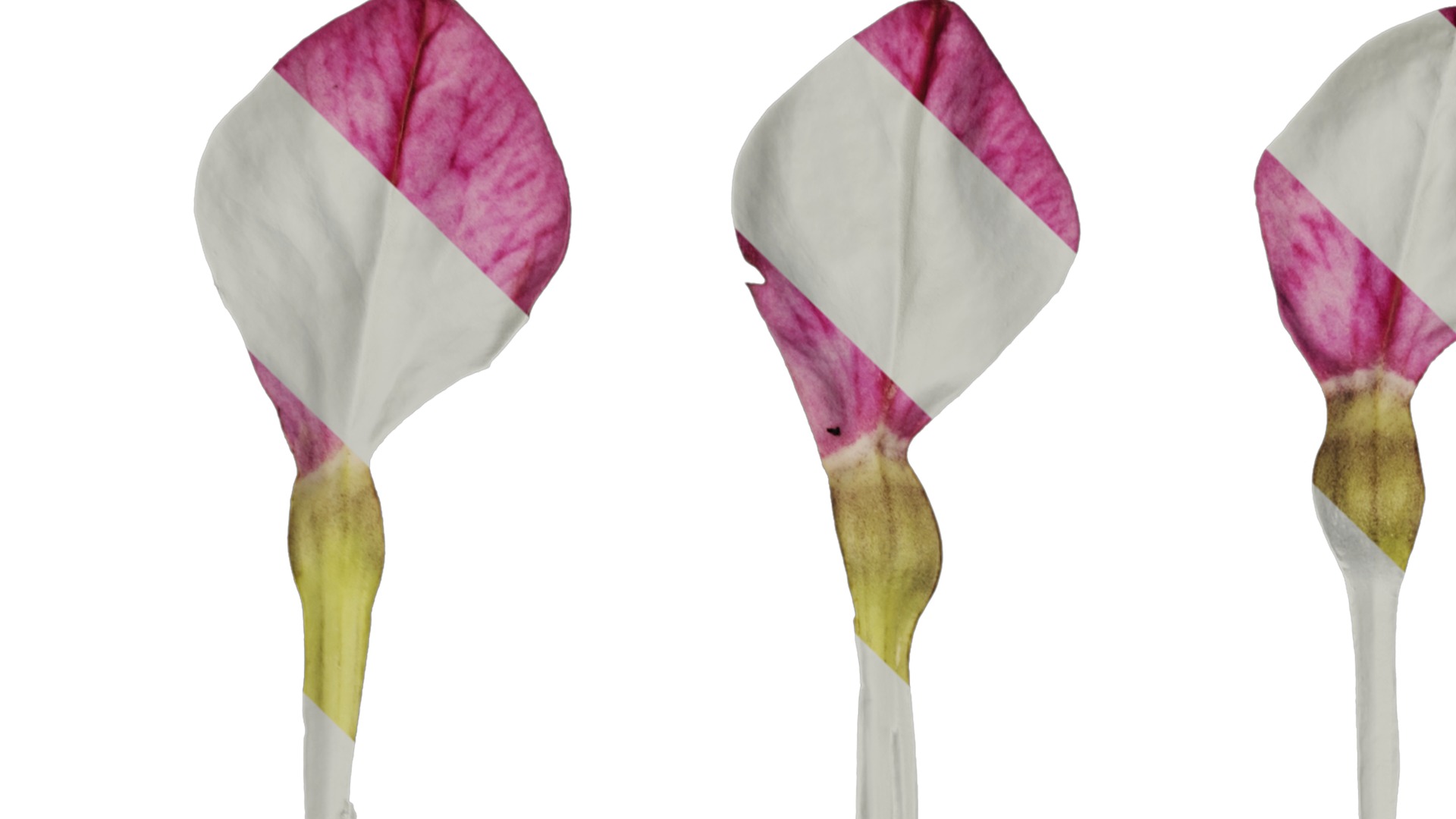 Anydrafts Nicotiana tabacum Flower 06 Texture_1