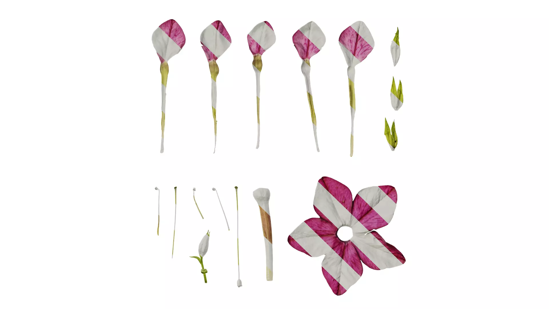 Anydrafts Nicotiana tabacum Flower 06 Texture_0