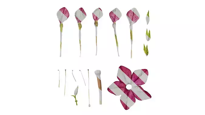 Anydrafts Nicotiana tabacum Flower 06