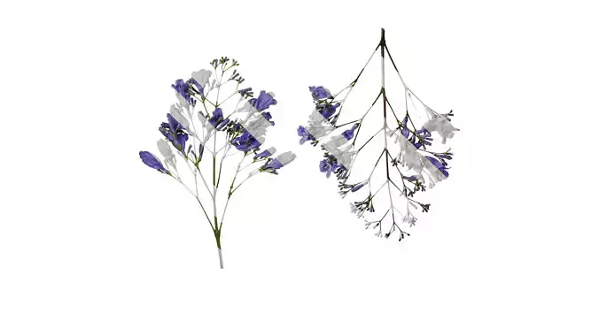 Anydrafts Jacaranda mimosifolia Flower 13