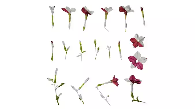 Anydrafts Nicotiana tabacum Flower 07