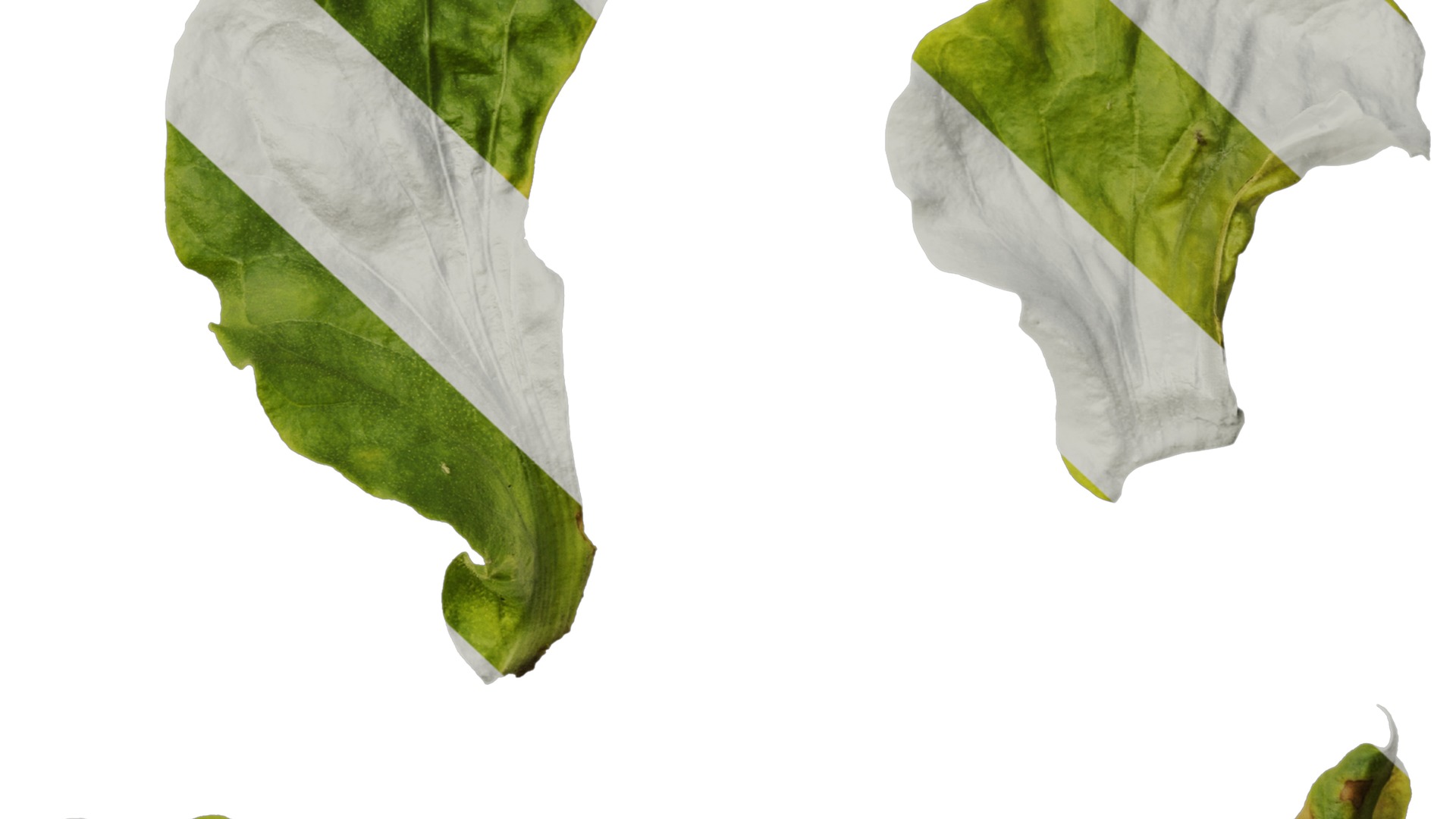 Anydrafts Nicotiana tabacum Leaf 03 Texture_6