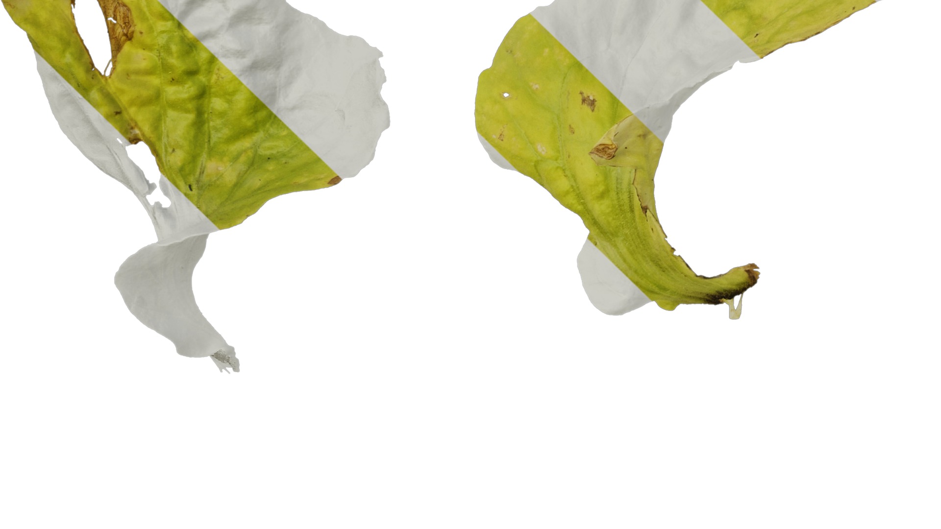 Anydrafts Nicotiana tabacum Leaf 03 Texture_5