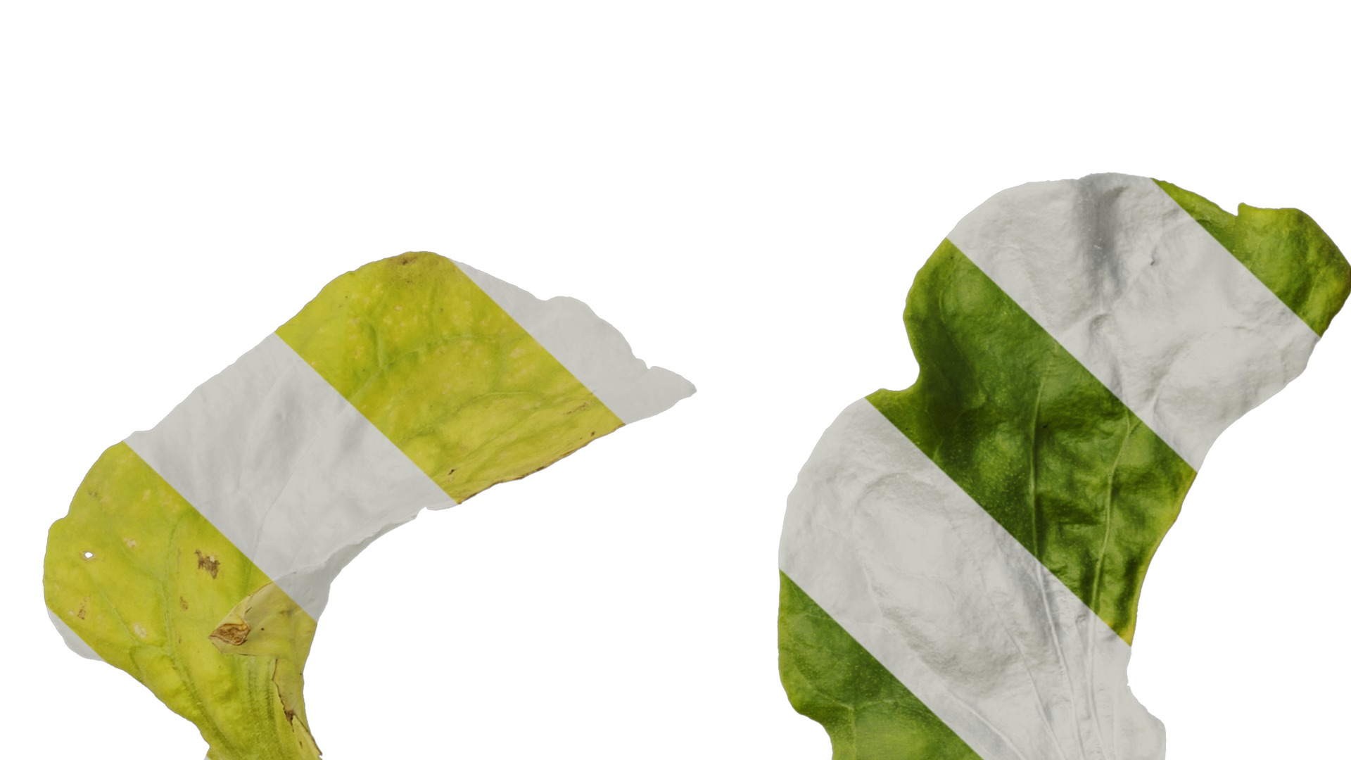 Anydrafts Nicotiana tabacum Leaf 03 Texture_7