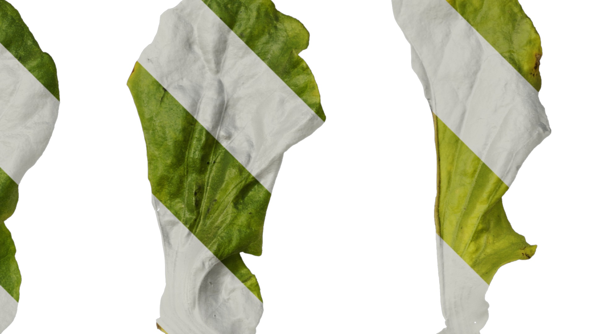 Anydrafts Nicotiana tabacum Leaf 03 Texture_2