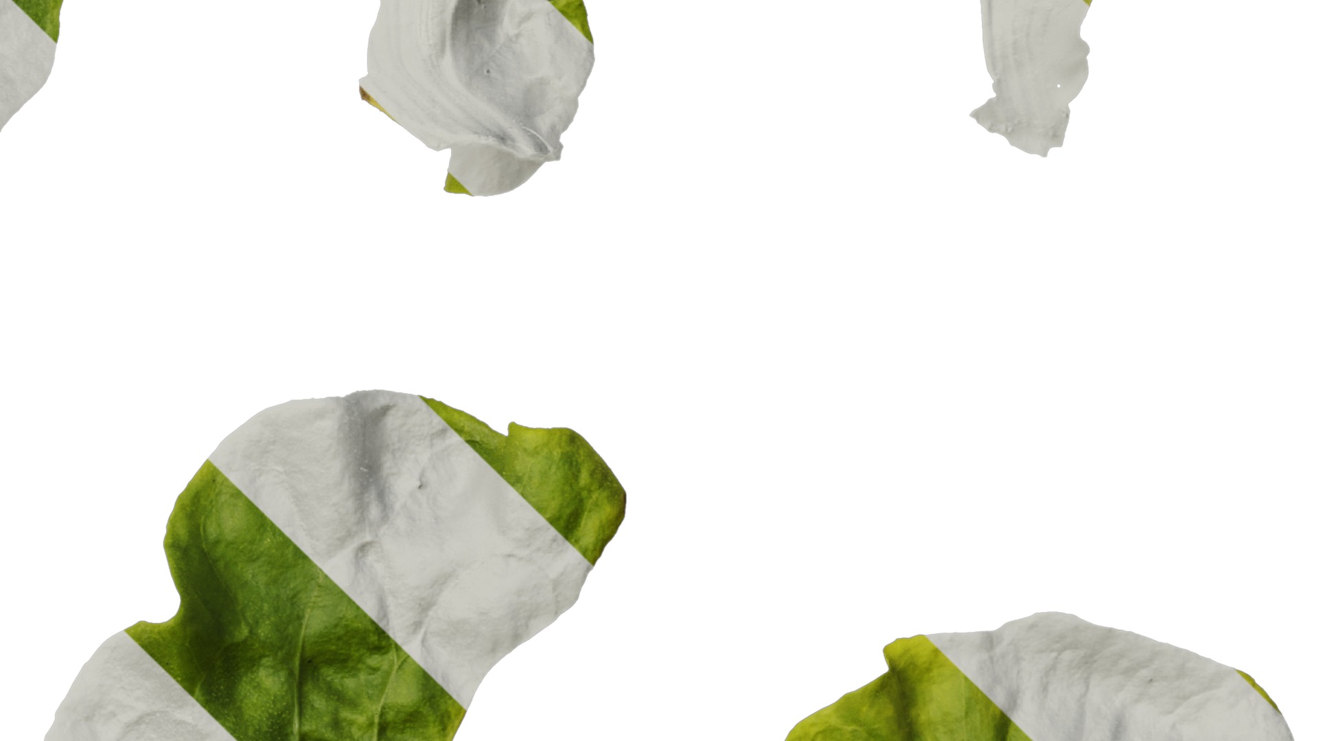 Anydrafts Nicotiana tabacum Leaf 03 Texture_4