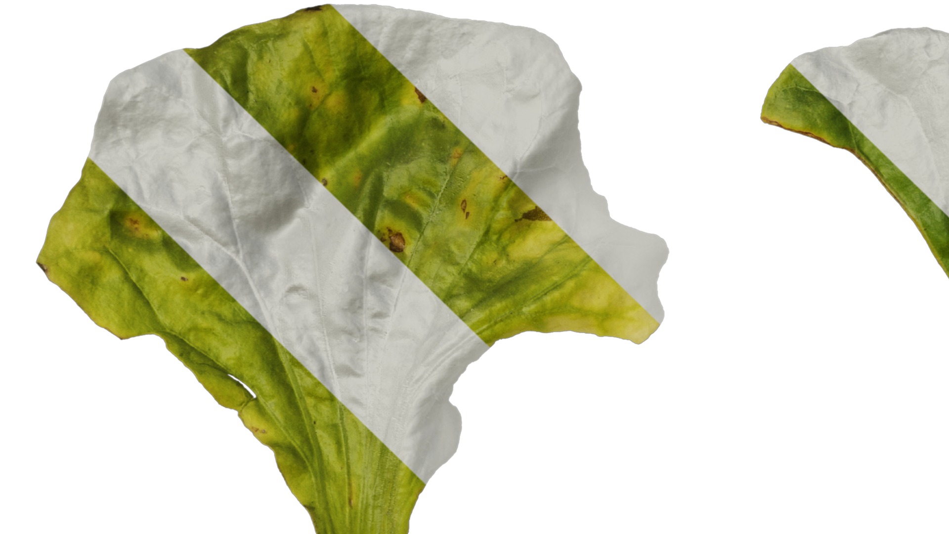 Anydrafts Nicotiana tabacum Leaf 03 Texture_1