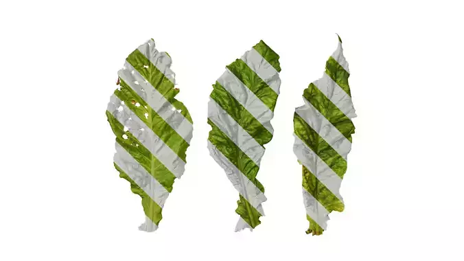 Anydrafts Nicotiana tabacum Leaf 04