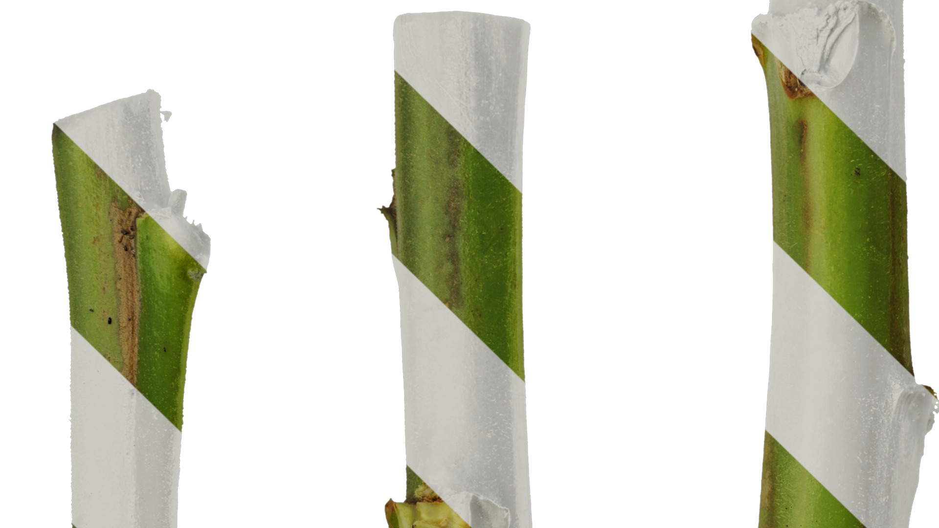 Anydrafts Nicotiana tabacum Leaf 05 Texture_1