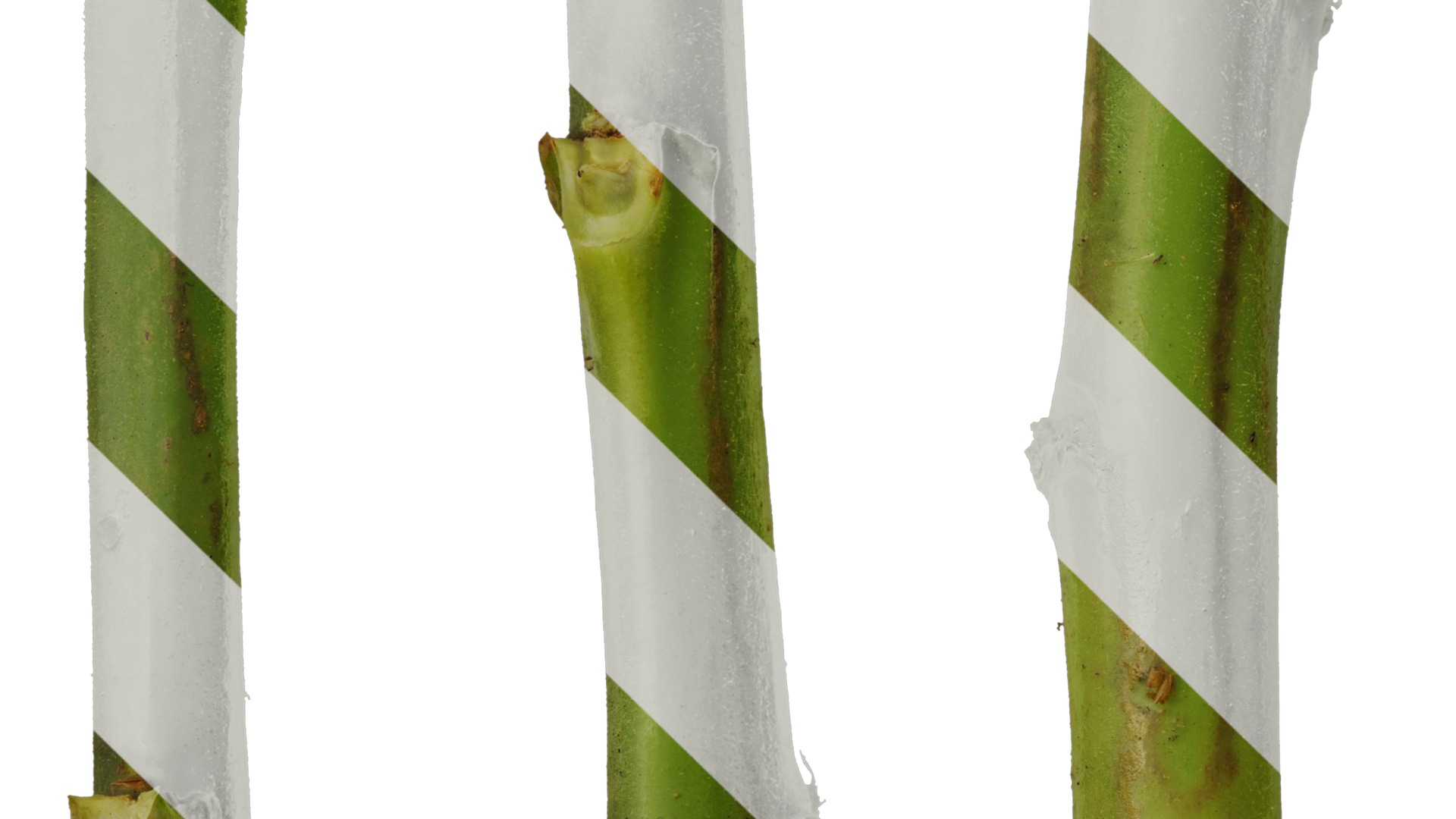 Anydrafts Nicotiana tabacum Leaf 05 Texture_3