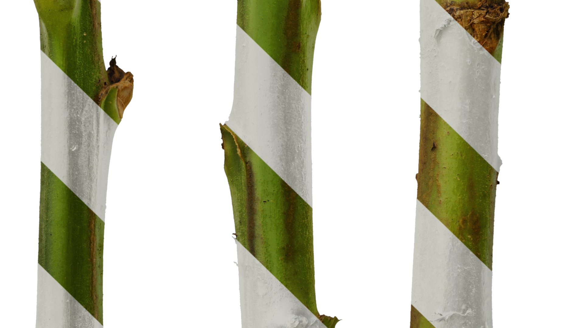 Anydrafts Nicotiana tabacum Leaf 05 Texture_5