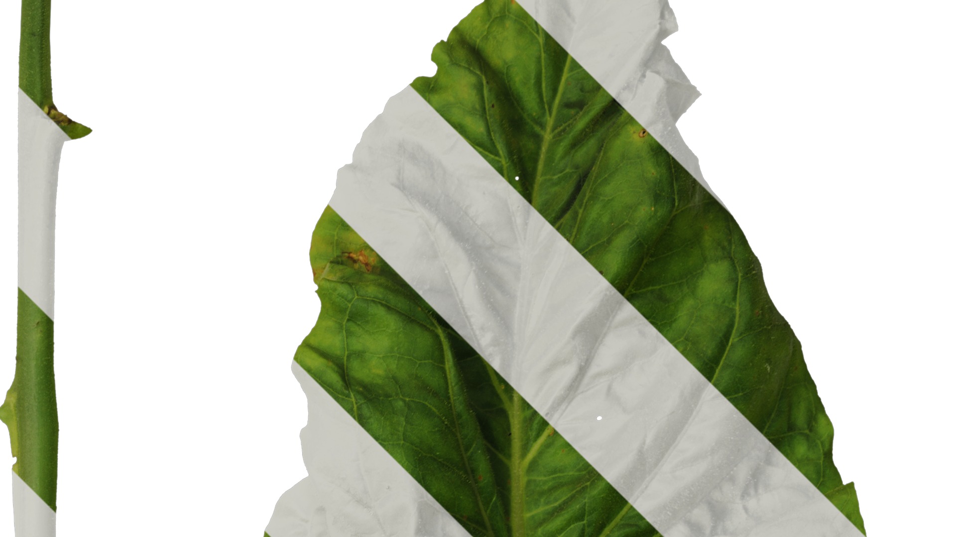 Anydrafts Nicotiana tabacum Leaf 05 Texture_2