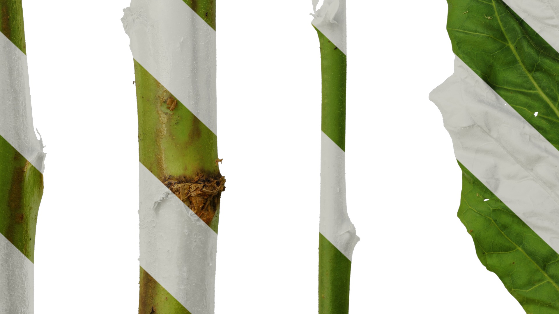 Anydrafts Nicotiana tabacum Leaf 05 Texture_7