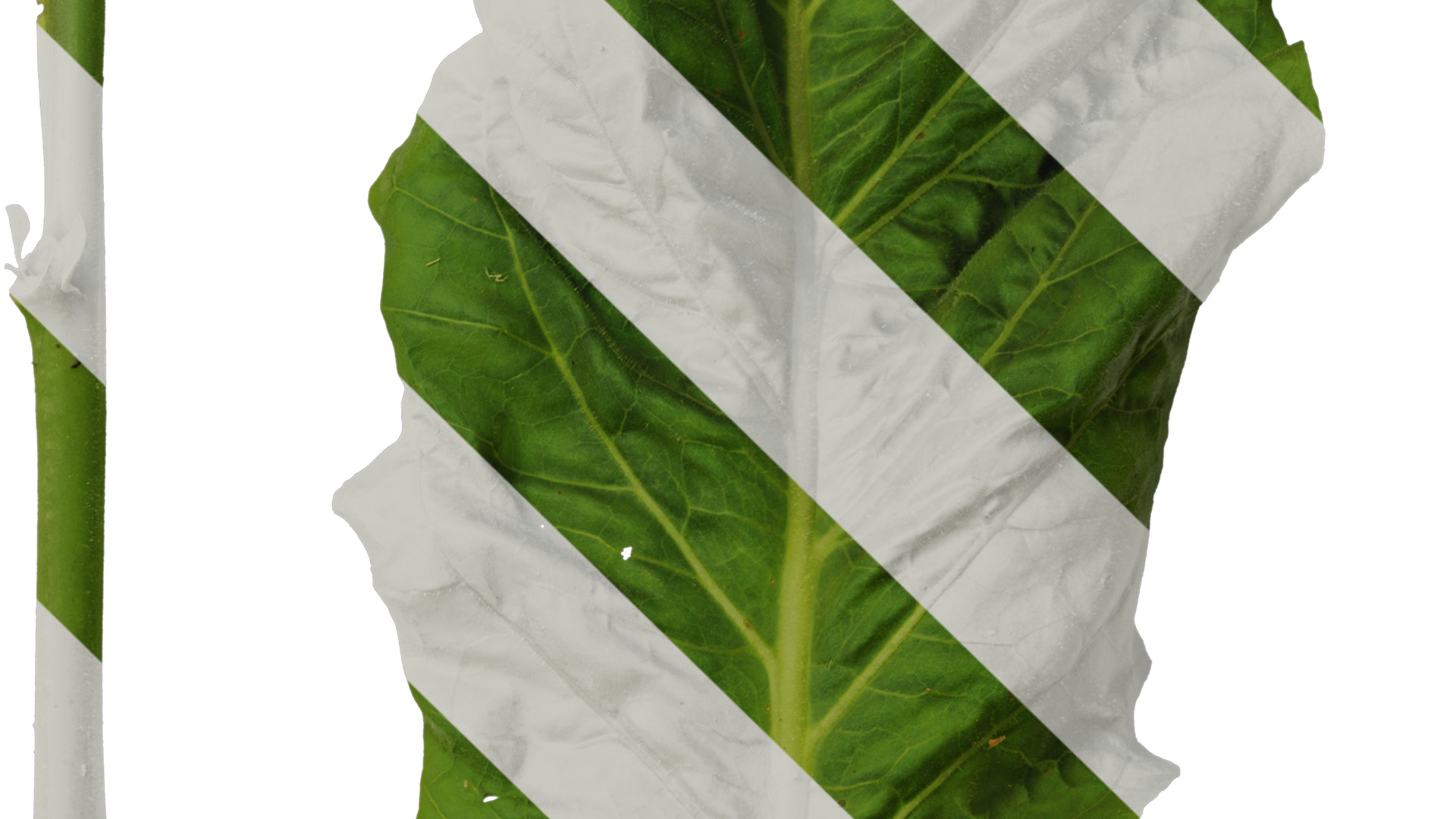 Anydrafts Nicotiana tabacum Leaf 05 Texture_4