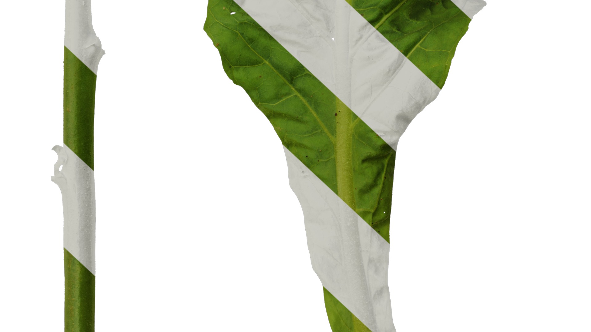 Anydrafts Nicotiana tabacum Leaf 05 Texture_6