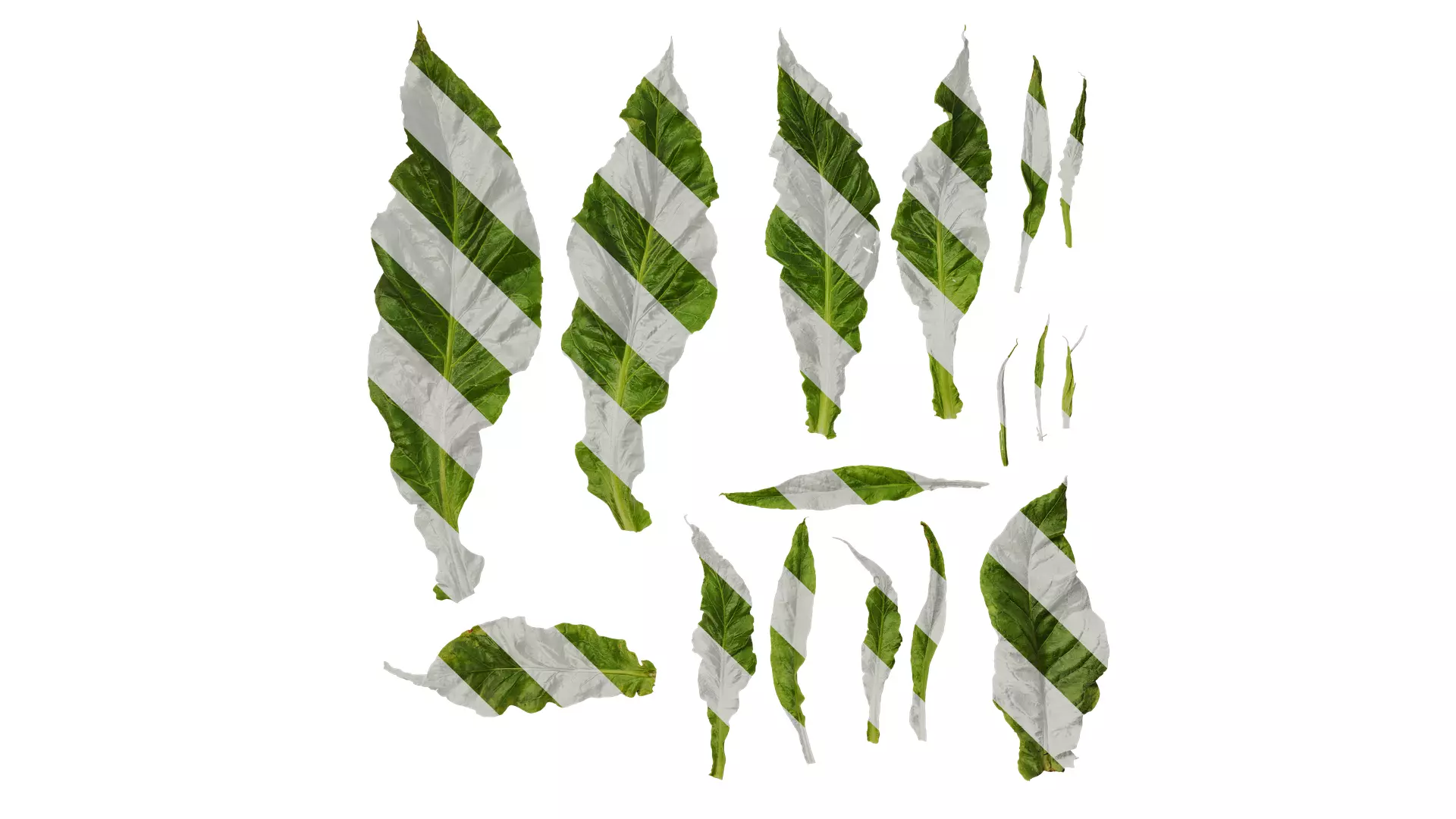 Anydrafts Nicotiana tabacum Leaf 06 Texture