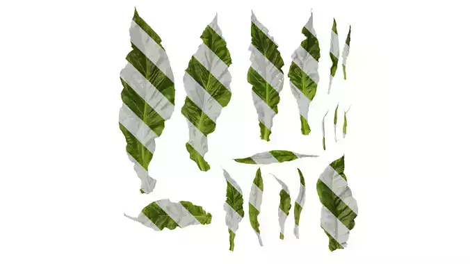 Anydrafts Nicotiana tabacum Leaf 06