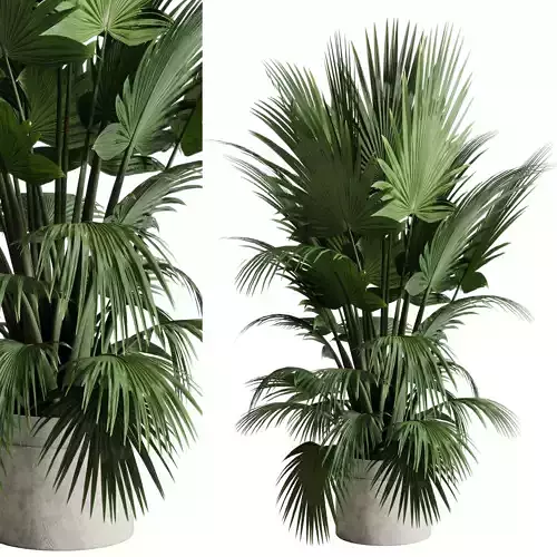Chinese Fan Palm - indoor plant set 528 3D model
