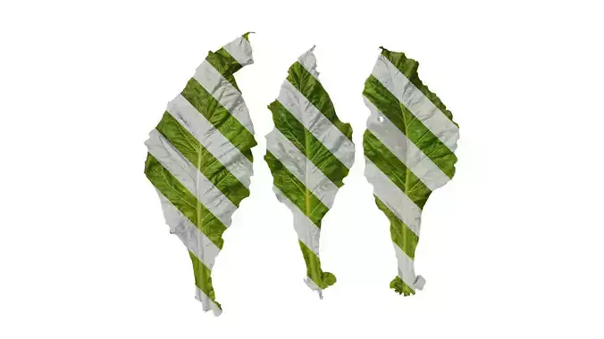 Anydrafts Nicotiana tabacum Leaf 07