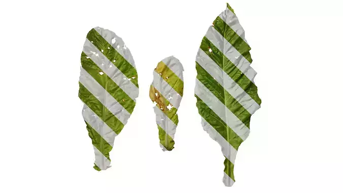 Anydrafts Nicotiana tabacum Leaf 08