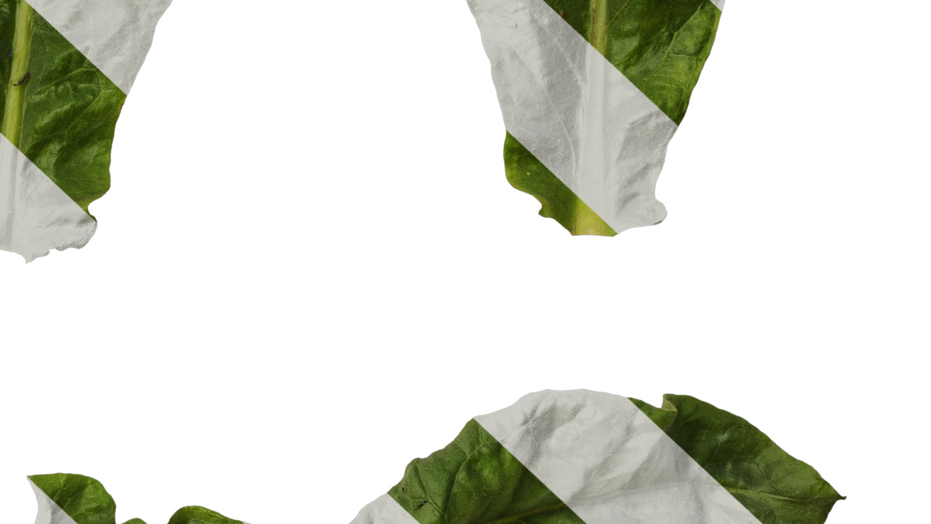 Anydrafts Nicotiana tabacum Leaf 10 Texture_6