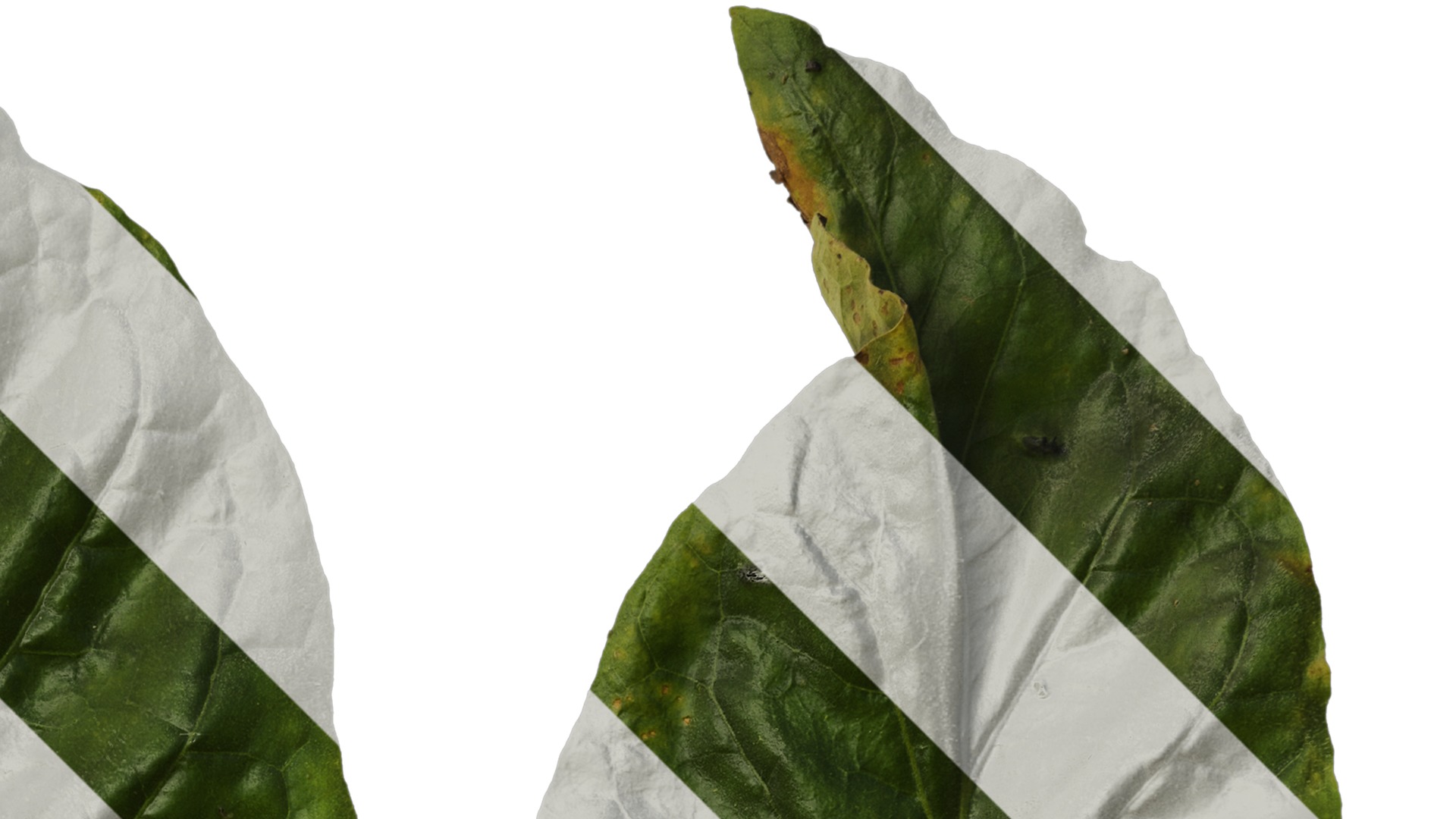 Anydrafts Nicotiana tabacum Leaf 10 Texture_2