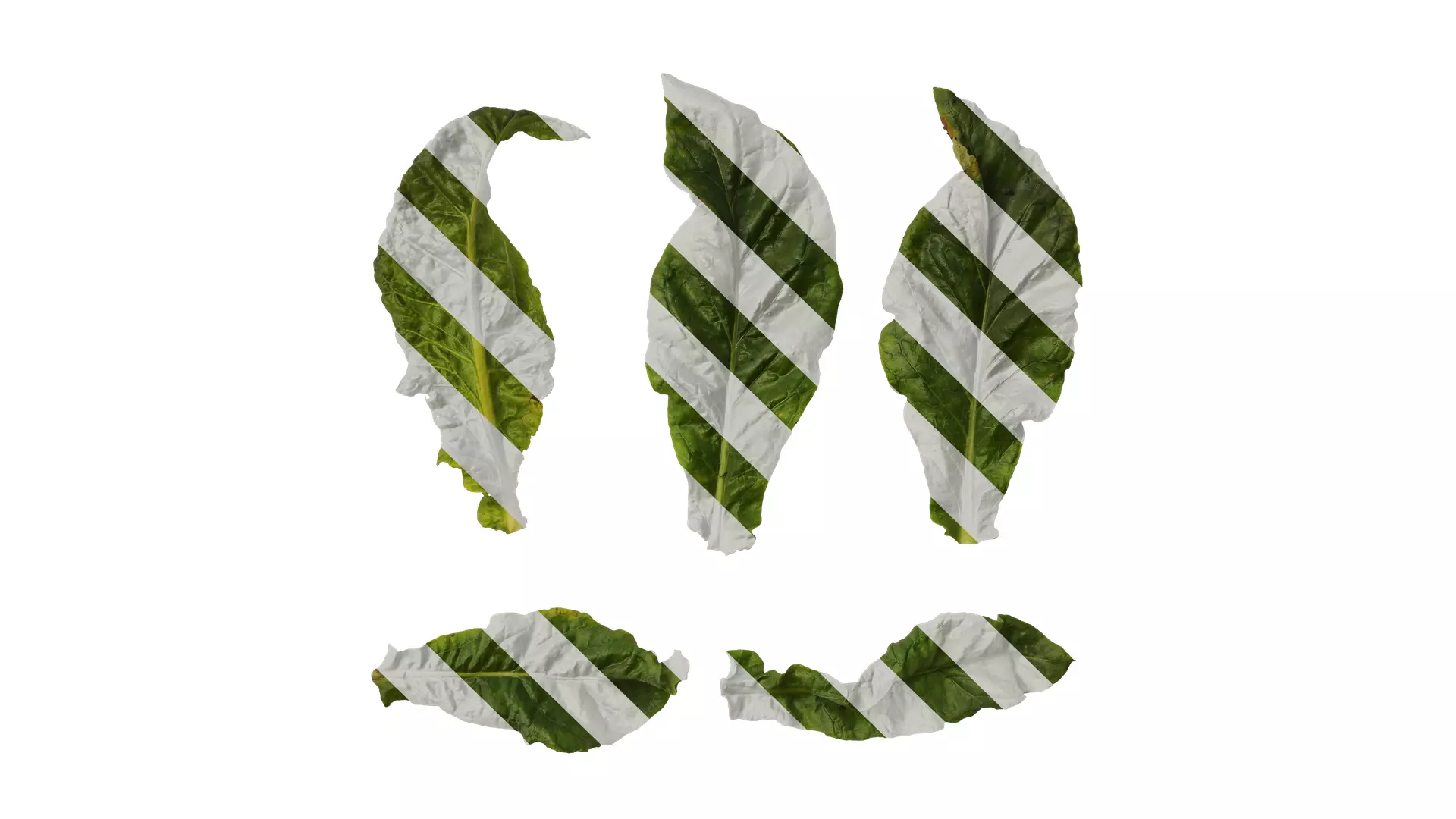 Anydrafts Nicotiana tabacum Leaf 10 Texture_0