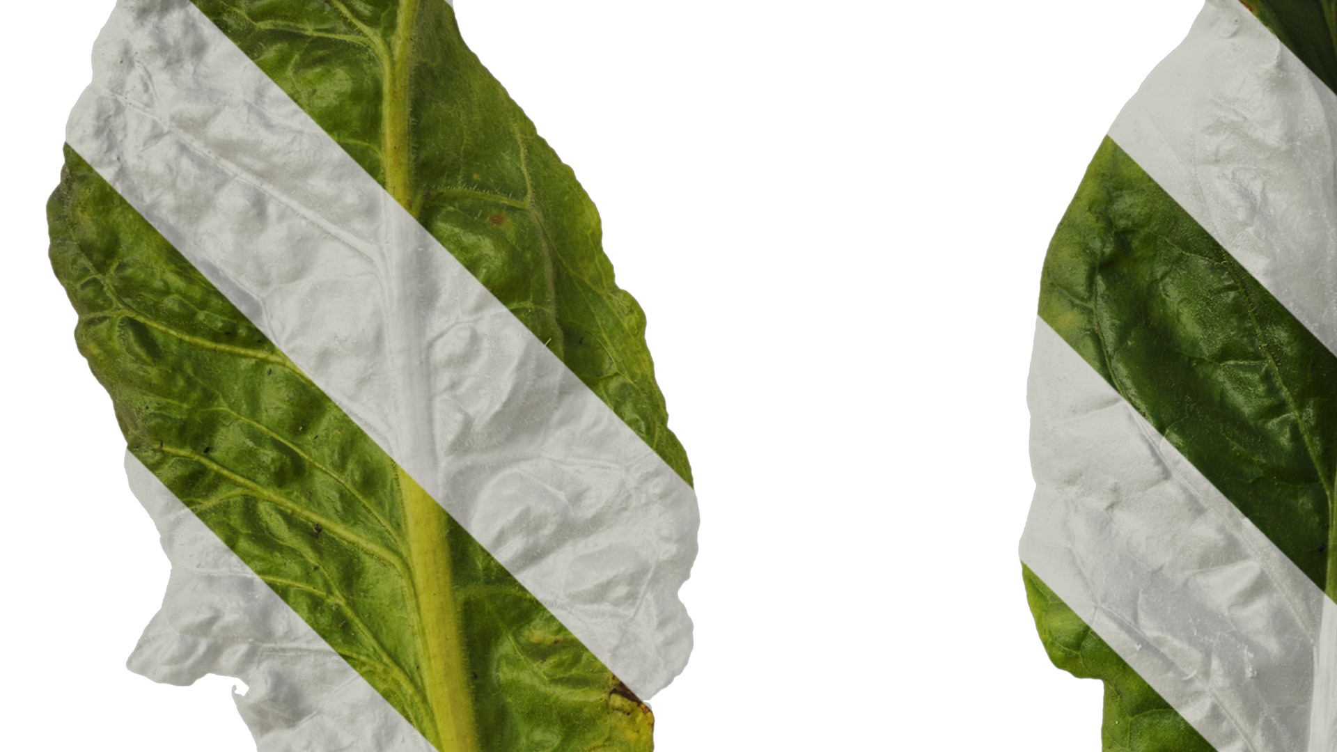 Anydrafts Nicotiana tabacum Leaf 10 Texture_3