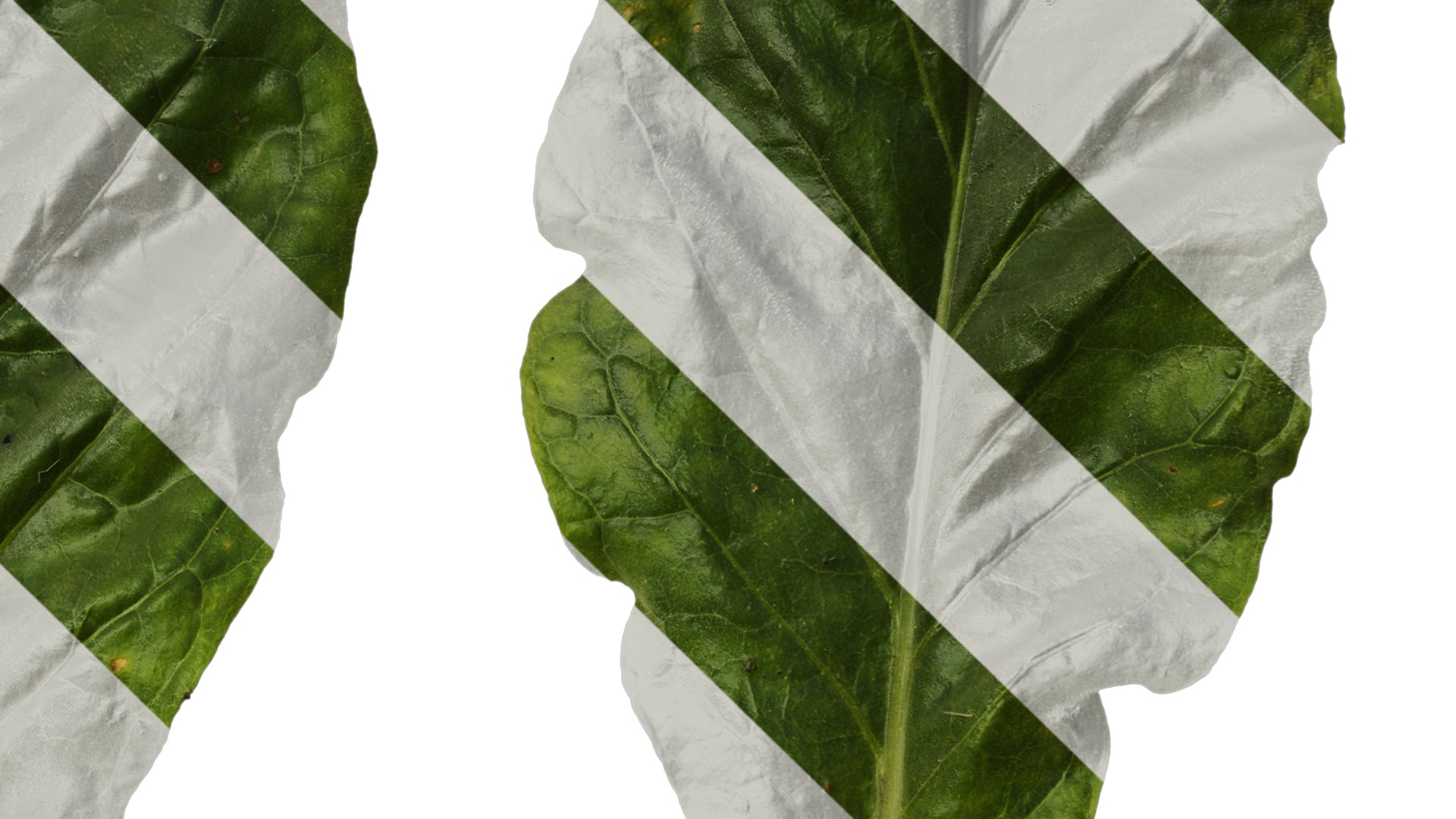 Anydrafts Nicotiana tabacum Leaf 10 Texture_4