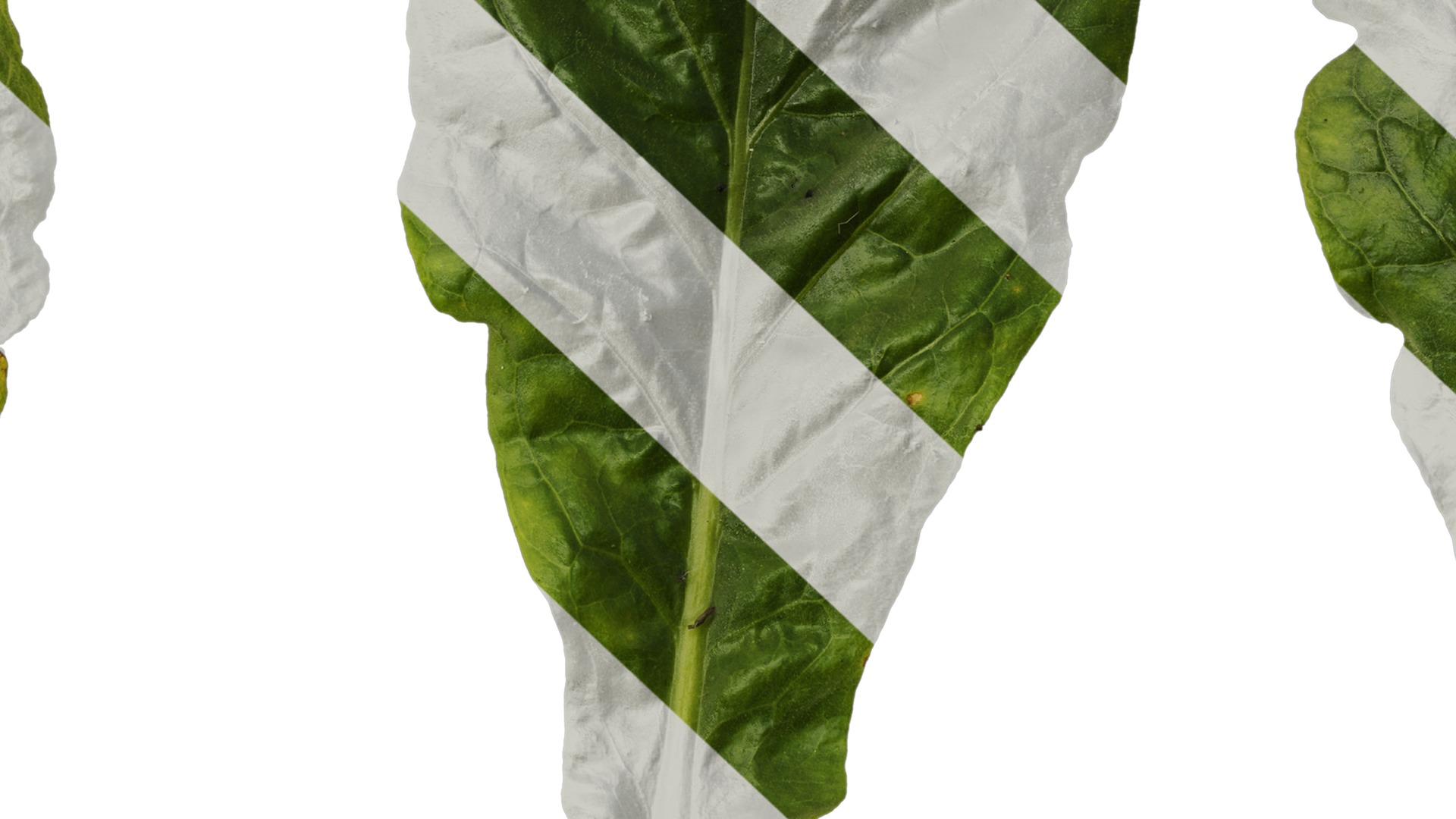 Anydrafts Nicotiana tabacum Leaf 10 Texture_7