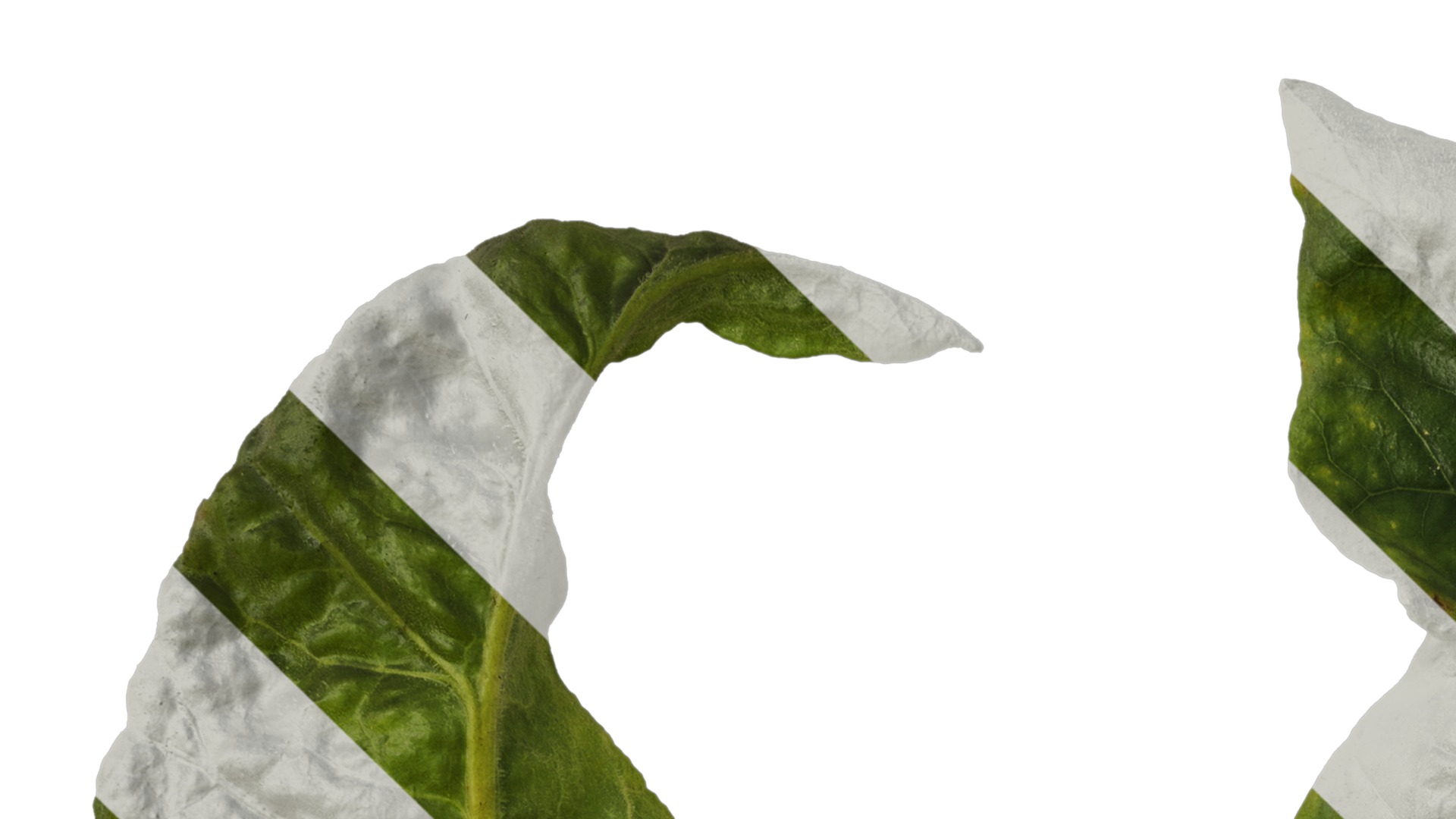 Anydrafts Nicotiana tabacum Leaf 10 Texture_1