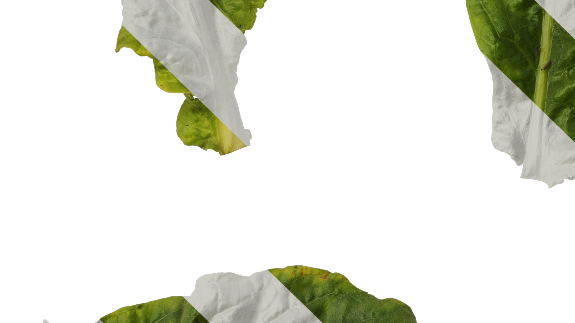 Anydrafts Nicotiana tabacum Leaf 10 Texture_5