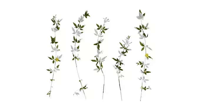 Anydrafts Jasminum nudiflorum Atlas 04