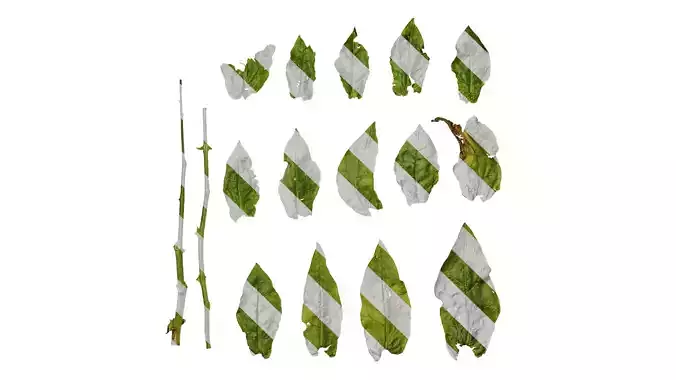 Anydrafts Nicotiana tabacum Leaf 11