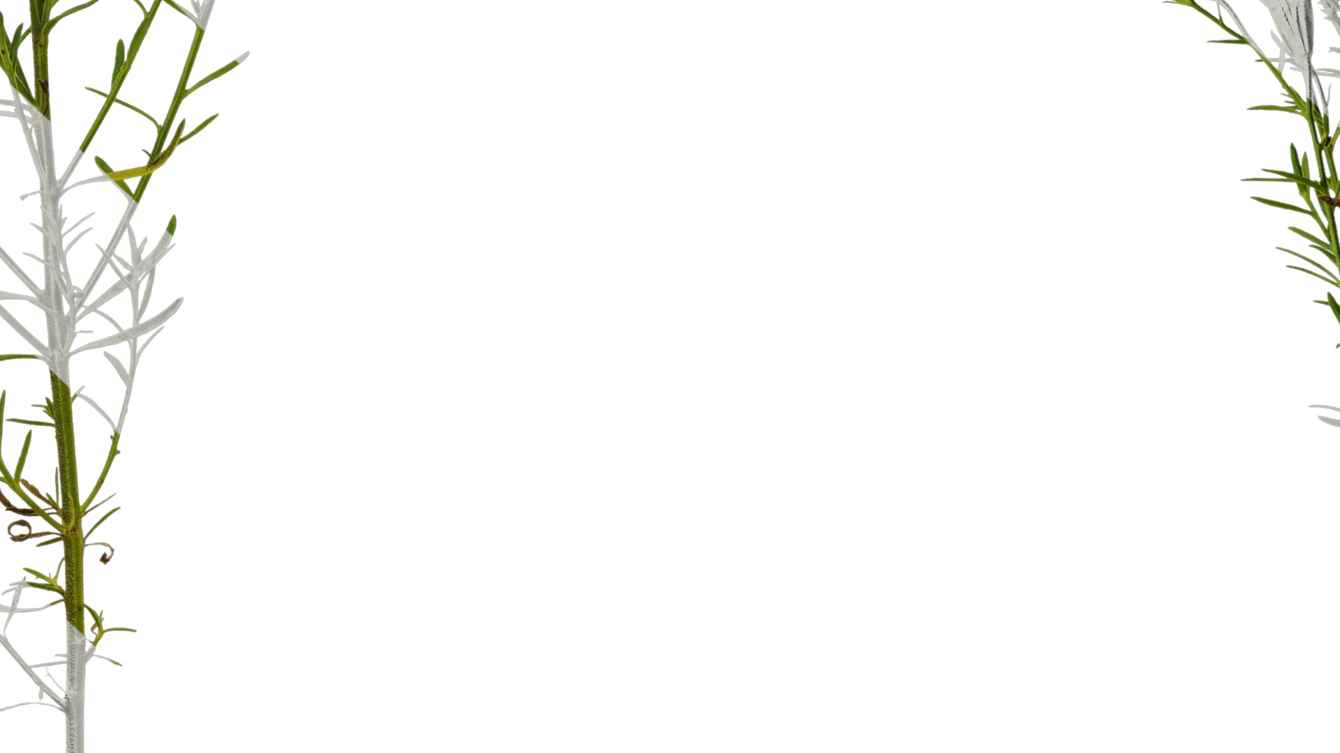 Anydrafts Nierembergia Atlas 01 Texture_7