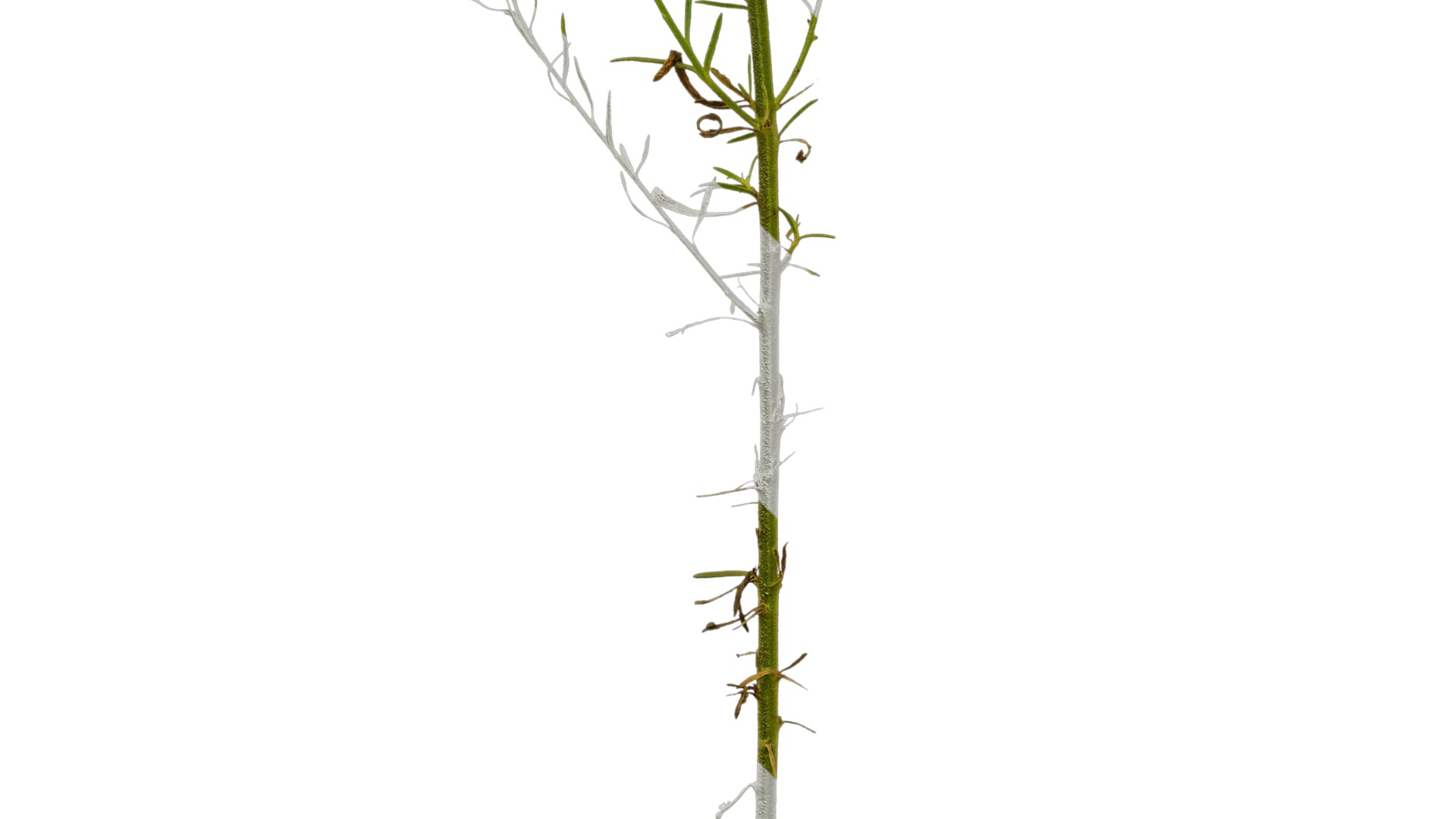 Anydrafts Nierembergia Atlas 01 Texture_5